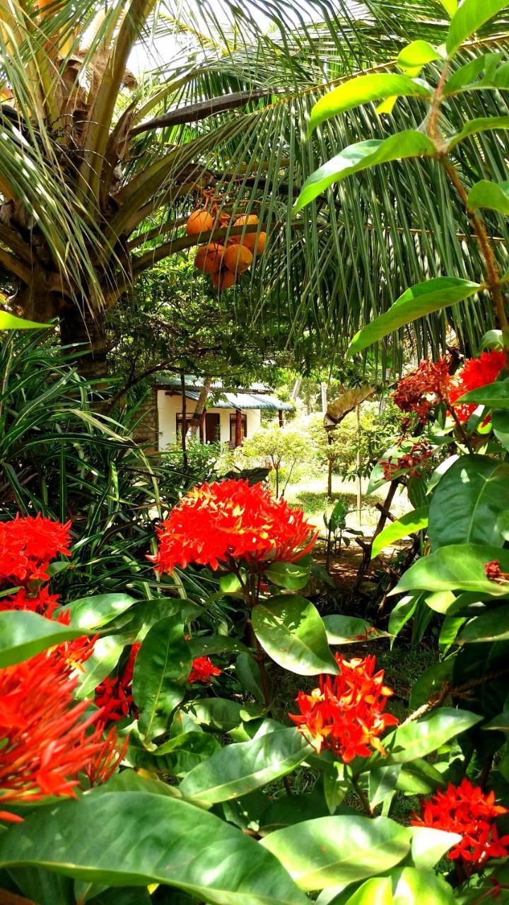 Sigiri Picaso Home Stay Sigiriya Exterior photo